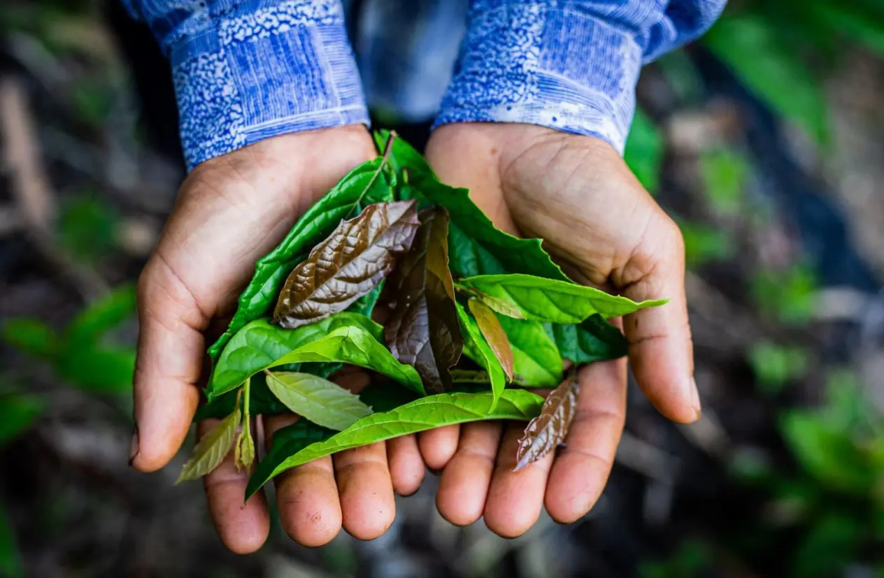 Những bài thuốc từ cây xạ đen 